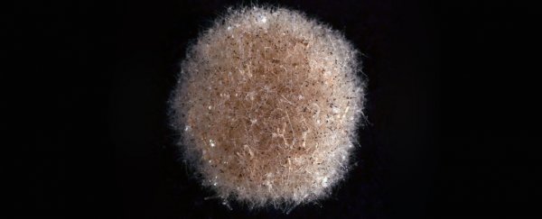 Strange new species discovered in abyss at the bottom of the Pacific Ocean