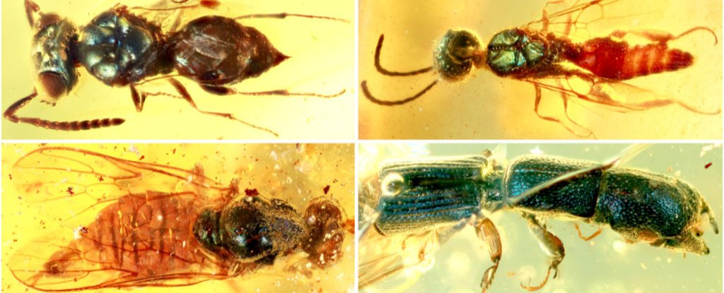 Insects' Dazzling Colours Have Been Preserved in Myanmar Amber For 99 Million Years - ScienceAlert