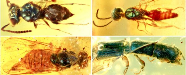 Insects' dazzling colours have been preserved in Myanmar amber for 99 million years