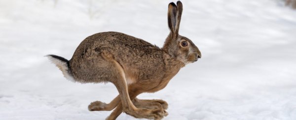 A deadly rabbit virus nicknamed 'bunny ebola' is spreading rapidly in southwestern US