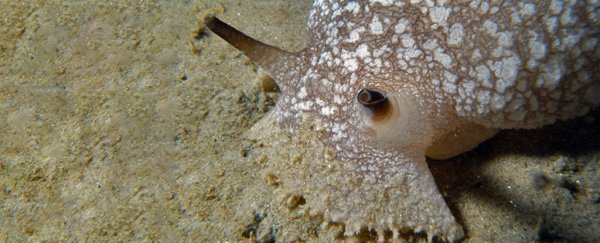 Scientists simulated a sea slug to study decision making. Then it got addicted to drugs