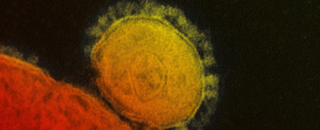 MERS coronavirus. 