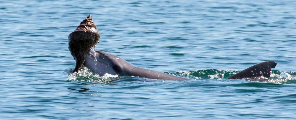 Dolphins Are So Smart They re Learning Tool Use From Their 