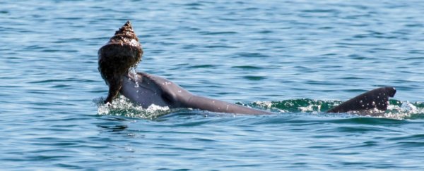 Dolphins are so smart they're learning tool-use from their friends