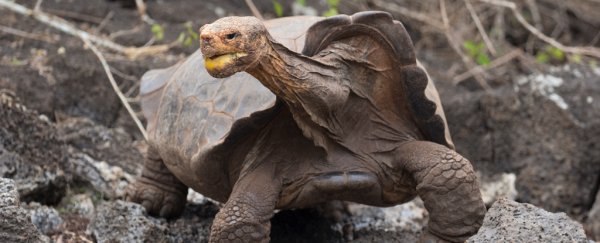 Diego, the magnificent hero of the Galapagos, has finally returned home