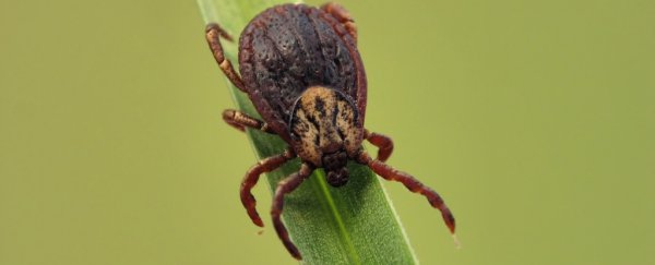 Lyme disease doesn't have a vaccine, but a yearly preventative shot shows promise