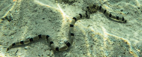 Snake eels can burst through predators' stomachs, and that's not the grossest part