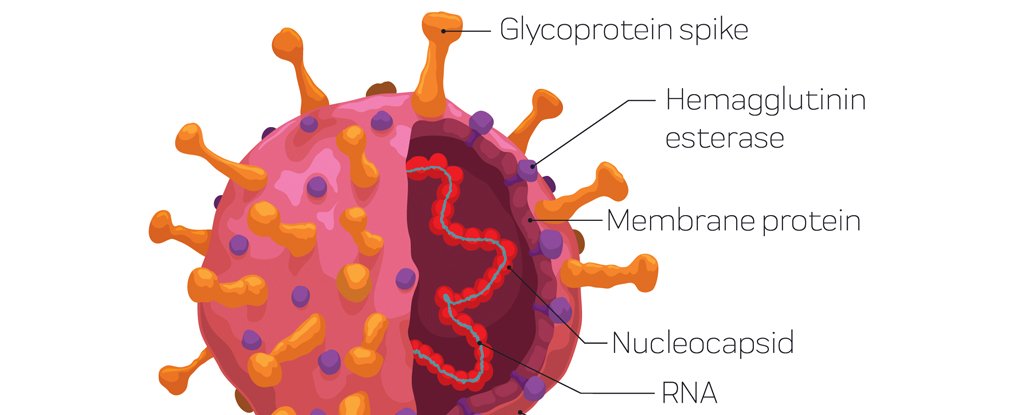 The structure of SARS-COV-2 with its spike protein. 