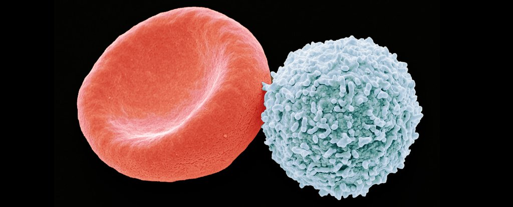 A red and a white blood cell. 