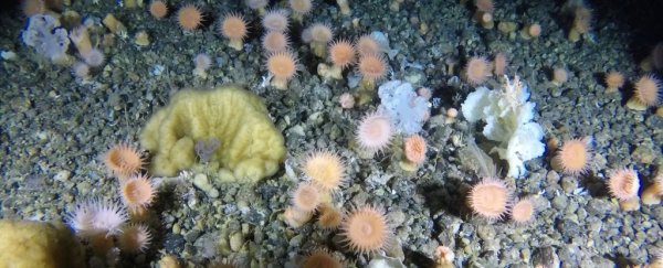 A vast garden of soft corals has been discovered off the coast of Greenland