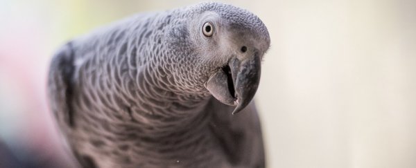 In a fascinating twist, animals that do math also understand more language than we think