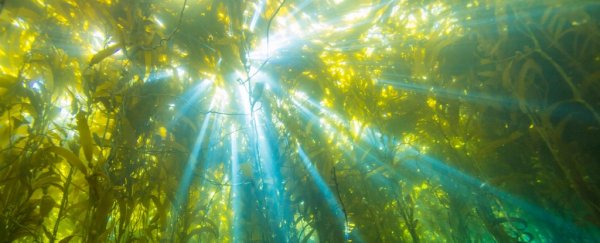 Scientists say they've figured out how to get usable energy from plants