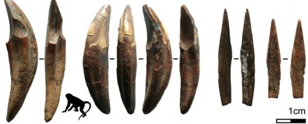 Oldest arrowheads outside of Africa have been found in the rainforests of Sri Lanka