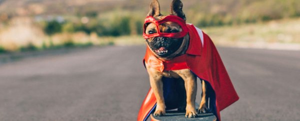Your dog really does want to rescue you, research finds