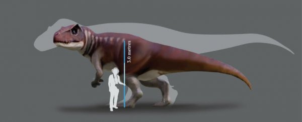Fossil footprints show a dinosaur as big as a T. rex once terrorised Australia