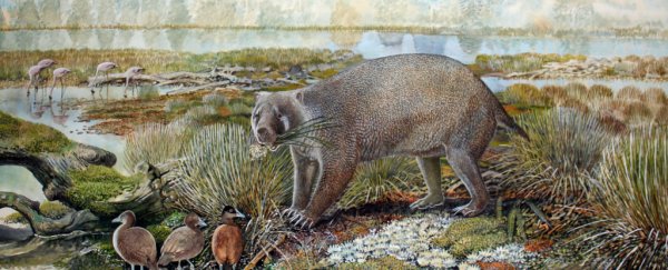 Gigantic wombat-like creature weighing over 300 pounds roamed prehistoric Australia