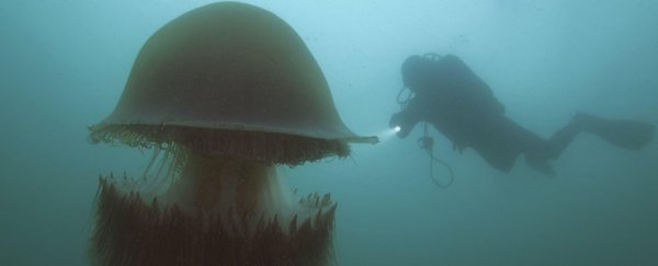 This giant jellyfish's venom is so complex, scientists aren't sure what makes it deadly