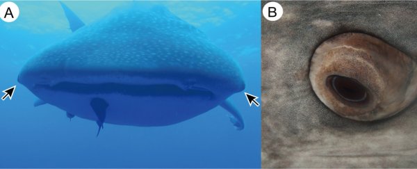 Giant whale sharks have hundreds of tiny teeth-like structures around their eyes