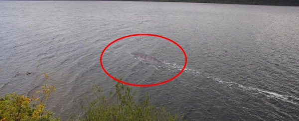 There's a new photo circulating of the Loch Ness Monster, but guess what