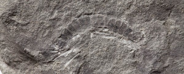 This may have been Earth's first-ever land animal