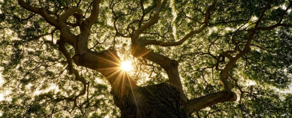 Earth's forests aren't just shrinking, they're getting younger - and that's a problem