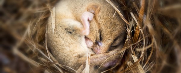 Scientists find brain 'switch' in mice to trigger hibernation on demand