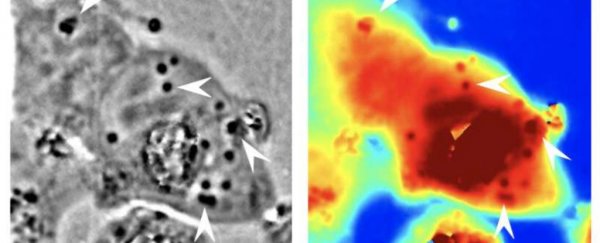 Scientists have engineered human cells with a squid-like power of invisibility