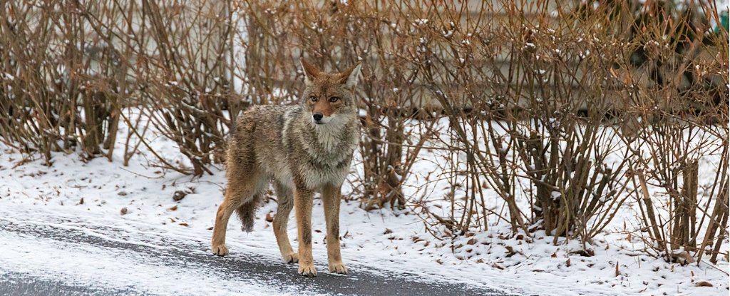 science alert - the-pandemic-has-changed-our-interactions-with-wildlife-scientists-are-calling-it-the-anthropause https://www.sciencealert.com/the-pandemic-has-changed-our-interactions-with-wildlife-scientists-are-calling-it-the-anthropause