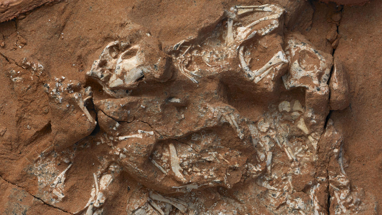 protoceratops dinosaur embryos