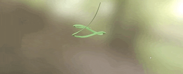 The bizarre 'flight' of tree snakes may have just been explained by physics