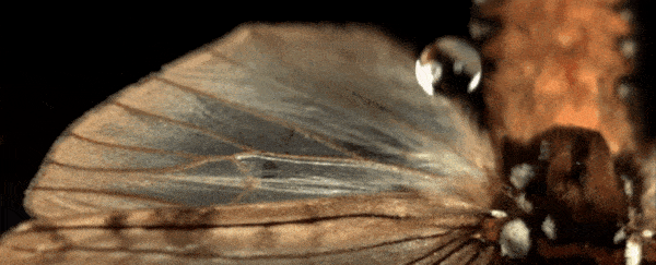 Butterfly wings conceal hidden structures that destroy 'deadly' raindrops