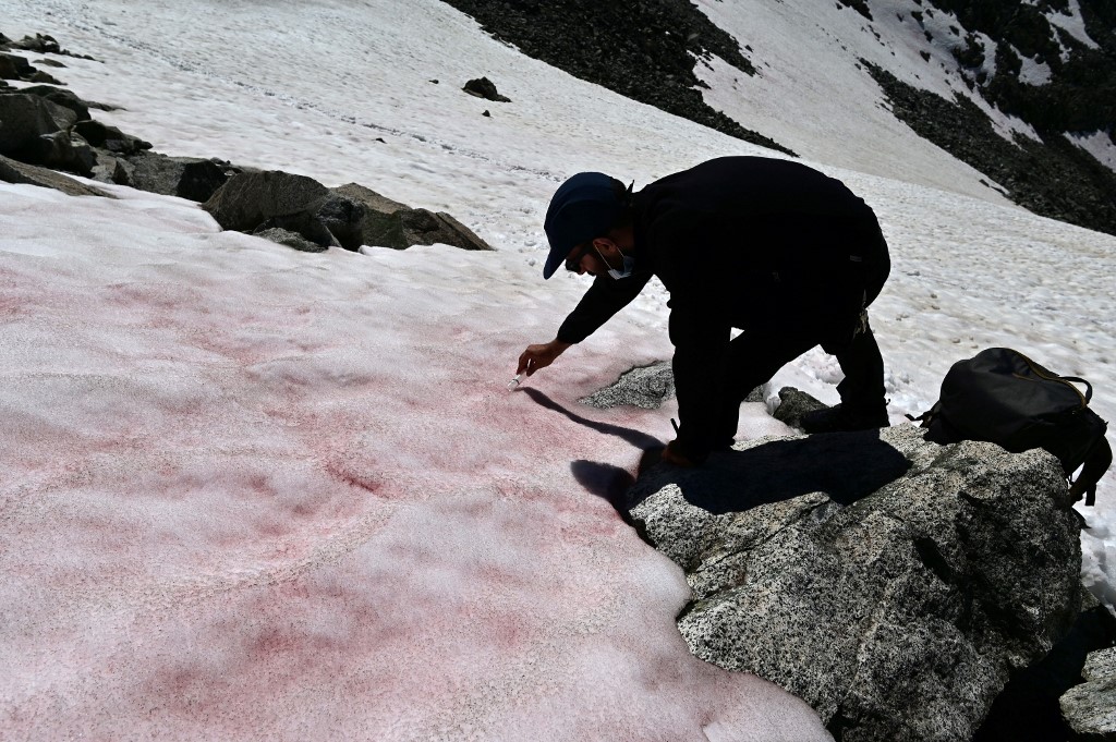 Italy's National Research Council researcher, Biagio di Maio, sampling the pink snow on Presena glacier, 4 July 2020.  (Miguel Medina/AFP)