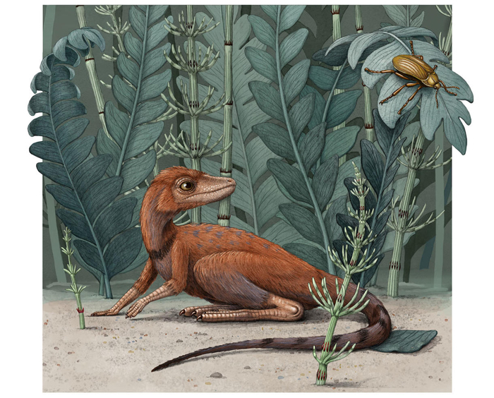 Koprolit Madagaskar !! fossile Dinosaurier Exkremente 1 KISTE!! Natur!