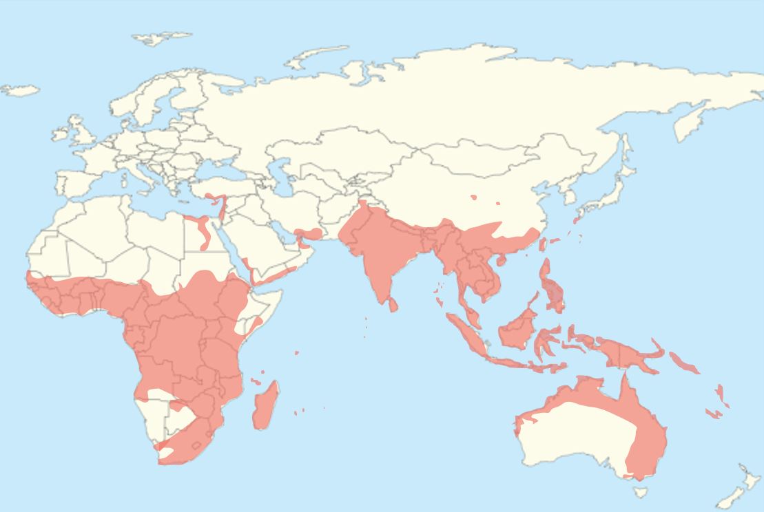 Worldwide distribution of Pteropodidae