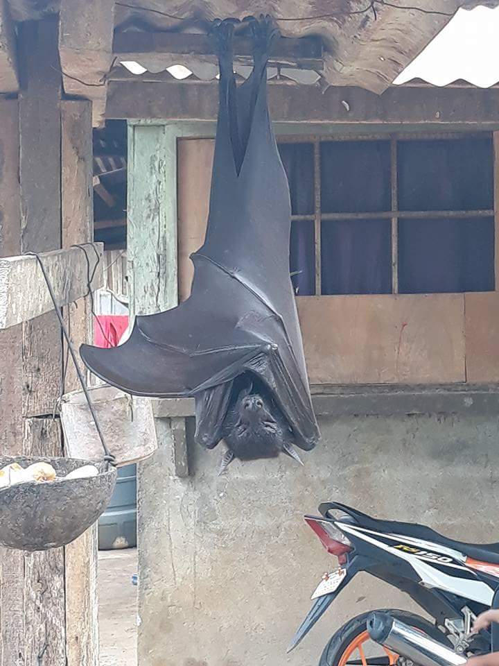 Here's What You Need to Know About That 'Human-Sized' Bat Going Viral