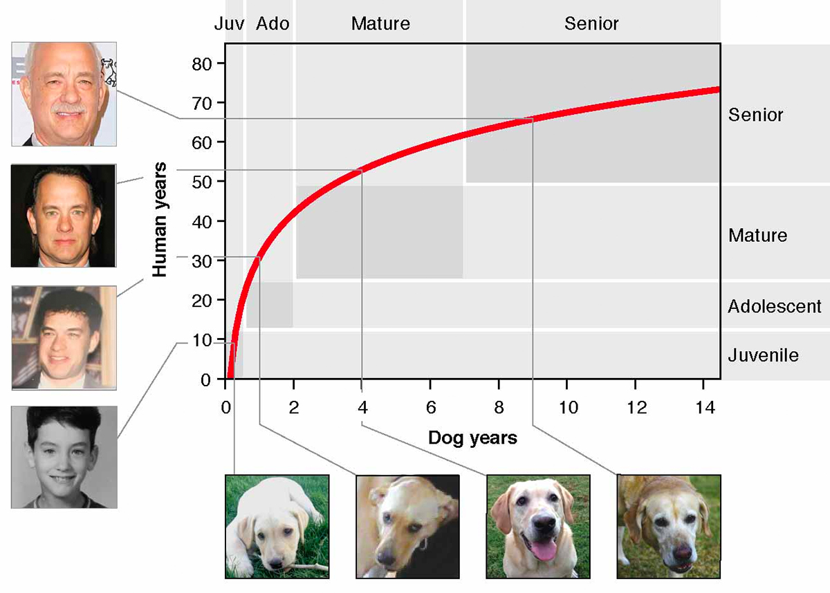 6 dog years to human years