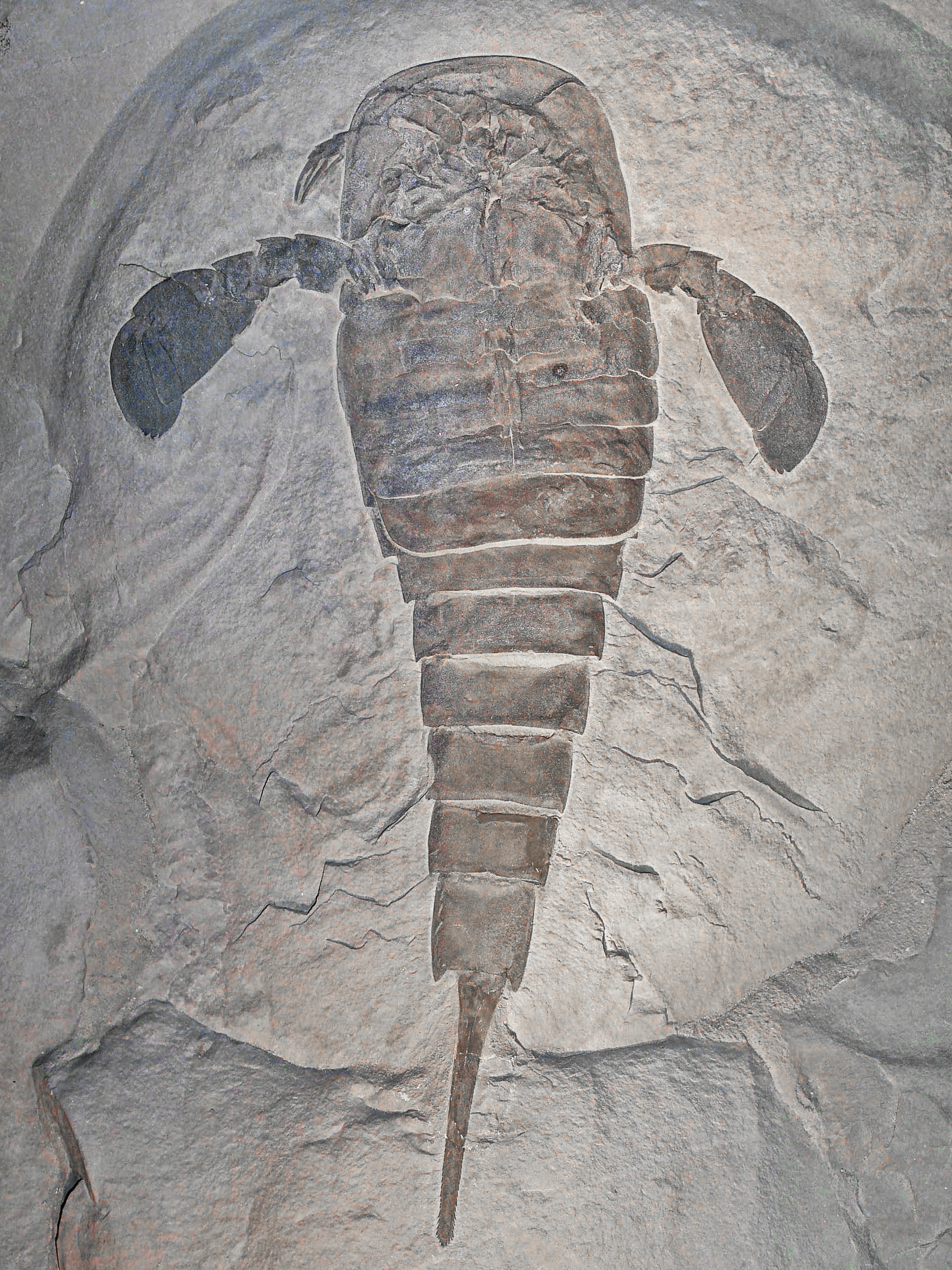 400 million years old A. Eurypterus remipes fossil. (H. Zell/Wikipedia/CC BY-SA)