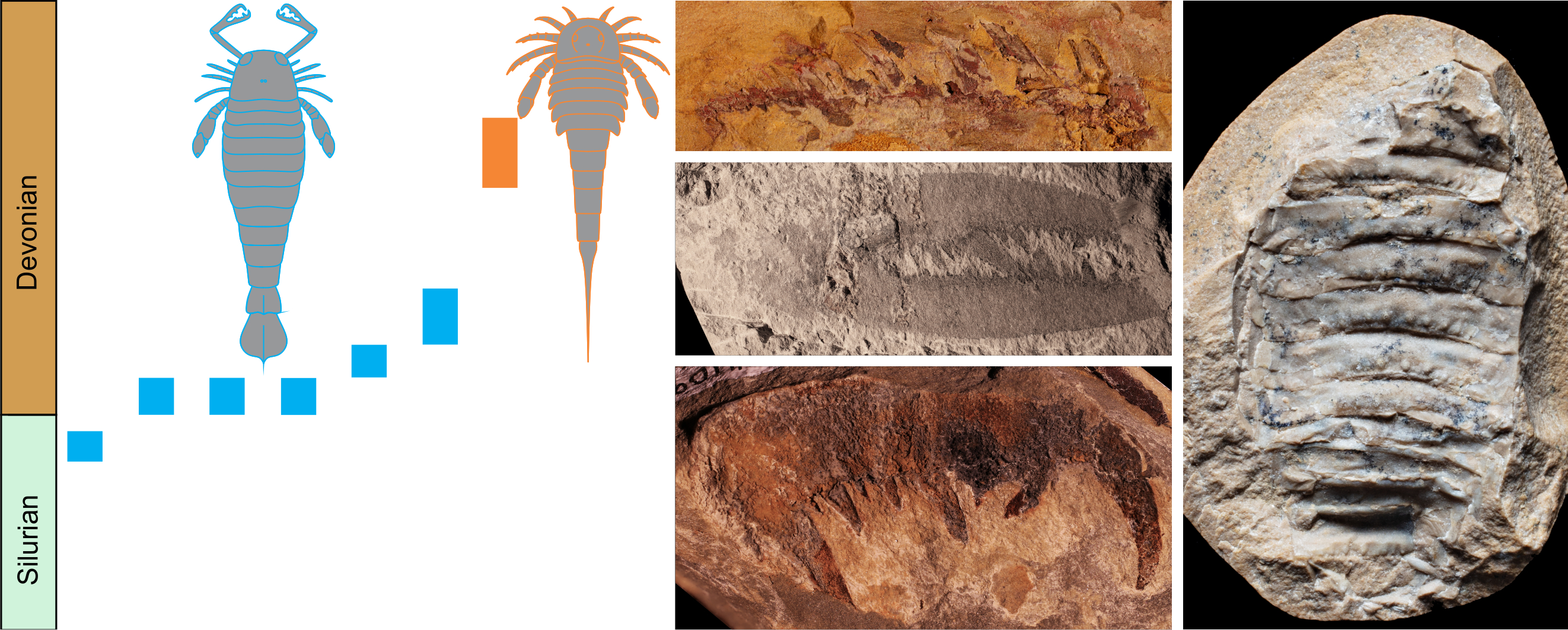 Timeline of Pterygotidae (blue) and Adelophthalmidae (orange) sea scorpions. (<a href="https://www.sciencedirect.com/science/article/abs/pii/S1342937X20301799">Bricknell et al. Gondwana Researcher, 2020</a>)