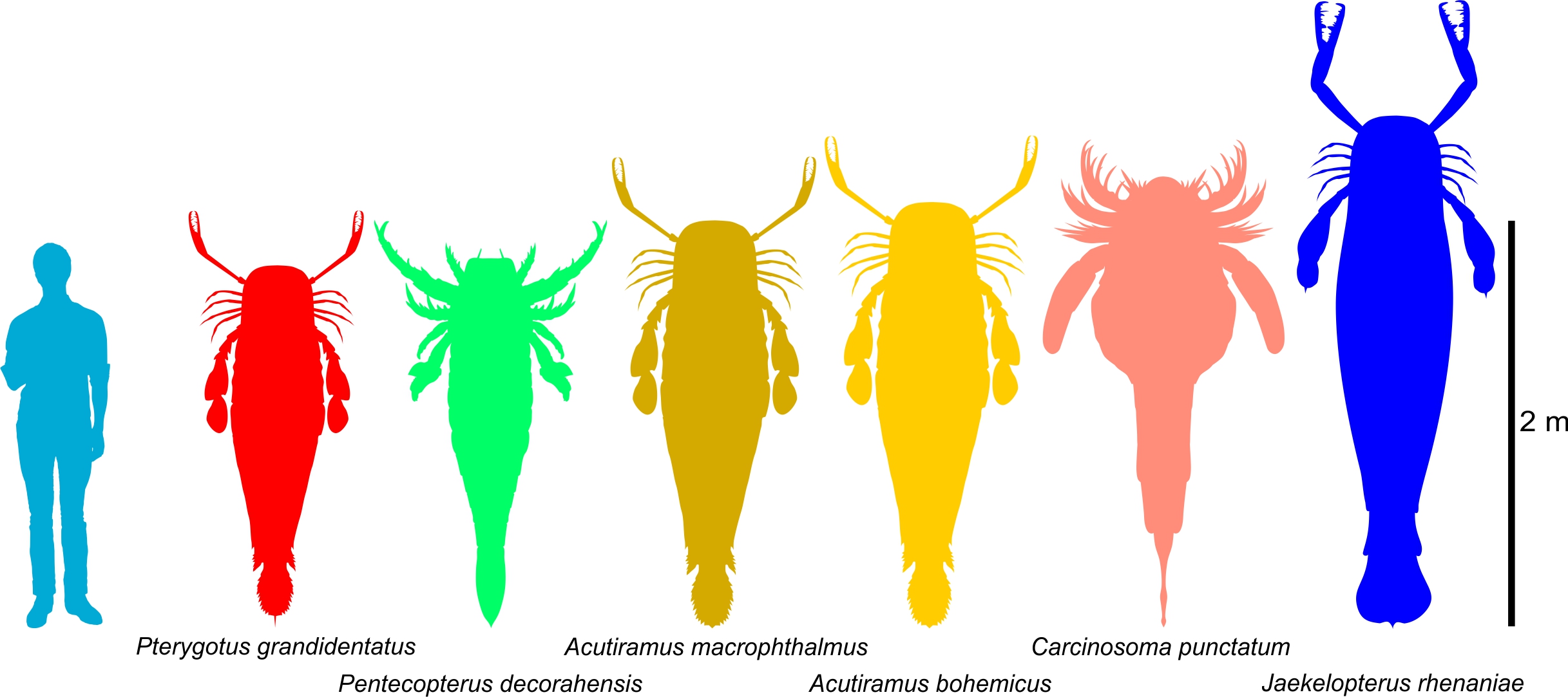 The size of the largest extinct sea scorpions, relative to a human. (Slate Weasel/Wikimedia/Modified)