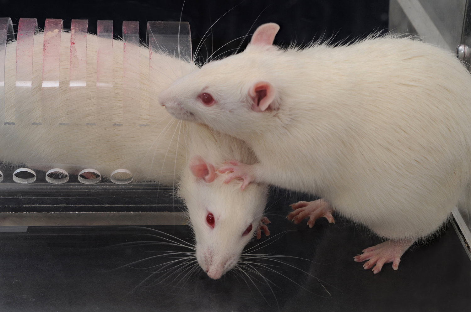 A rat opens a trap door to free its companion from a restrainer (while stepping on its head). (David Christopher/University of Chicago)