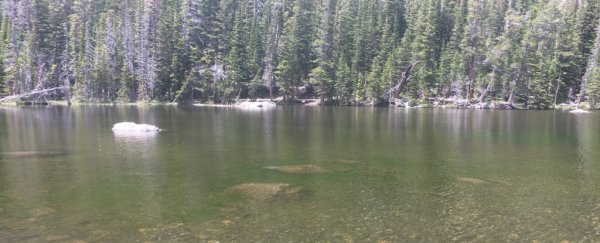 Algae blooms 'without historical precedent' are turning US lakes green, study warns