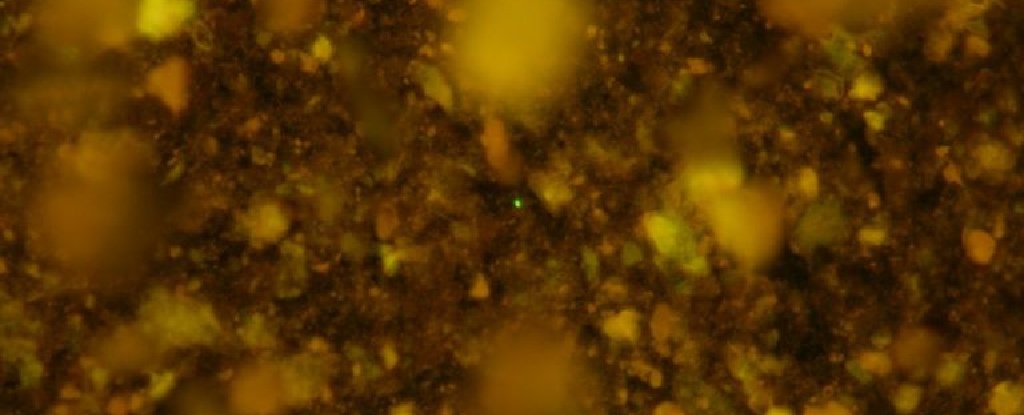 Membrane-trapped fluorescence microscopy image of one of the samples 