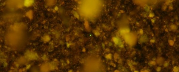 Scientists have 'woken up' microbes trapped under the seafloor for 100 million years