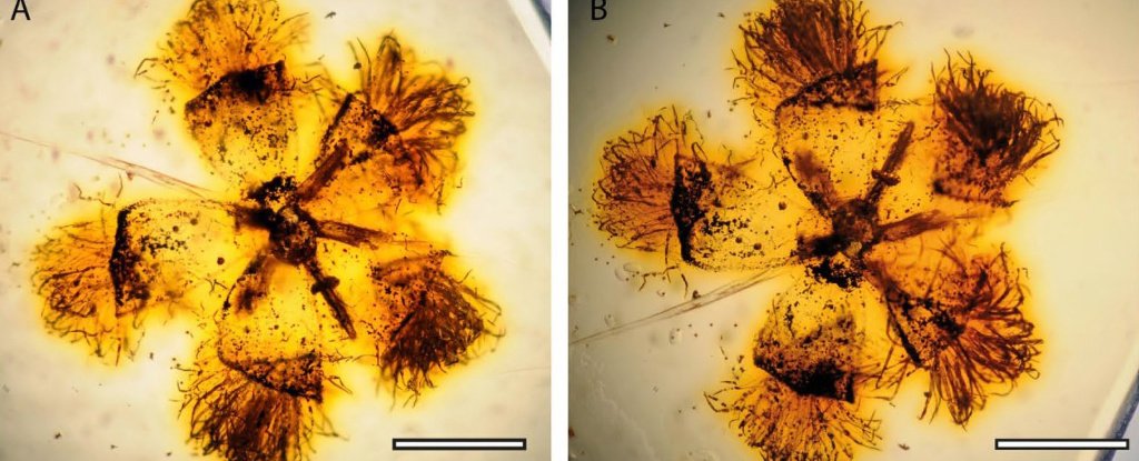 Scientists Create a 'Time Tree' Showing How Flowering Plants Came to Dominate Earth - ScienceAlert