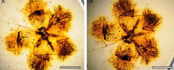 Scientists create a 'time tree' showing how flowering plants came to dominate Earth