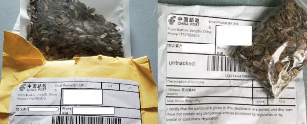 Mysterious Chinese seed packets are showing up all over the US, here's why