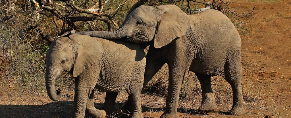 African elephants in Botswana. 