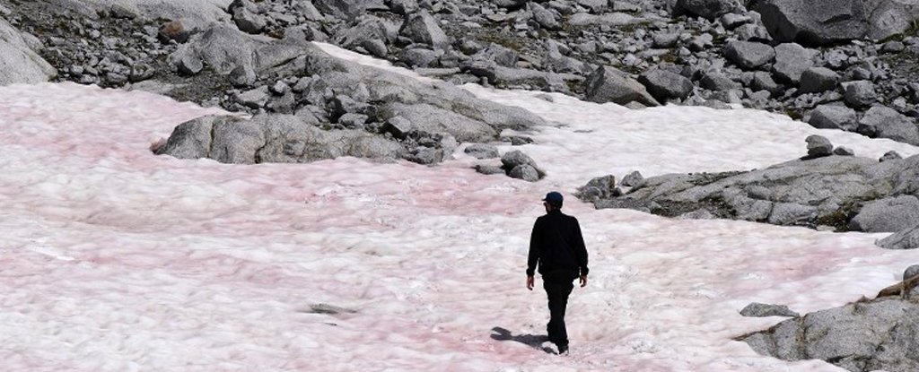 Pink algal colonies at Presena glacier, 4 July 2020. 