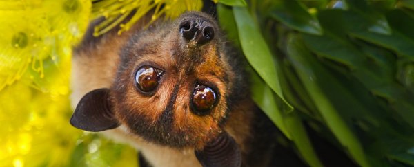 Bats can survive carrying deadly viruses, and we're starting to figure out how