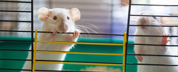 Infamous 'bystander effect' isn't unique to humans - new study shows rats do it, too